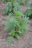 Tagetes erecta L. resmi