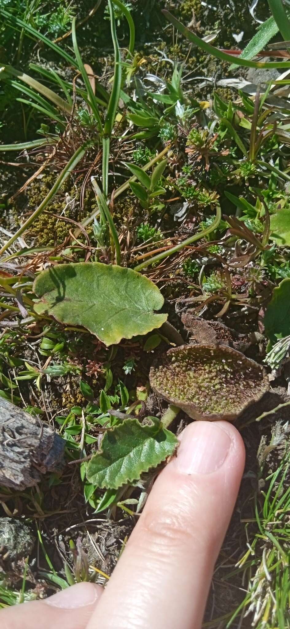 Image of Dorstenia brasiliensis Lam.