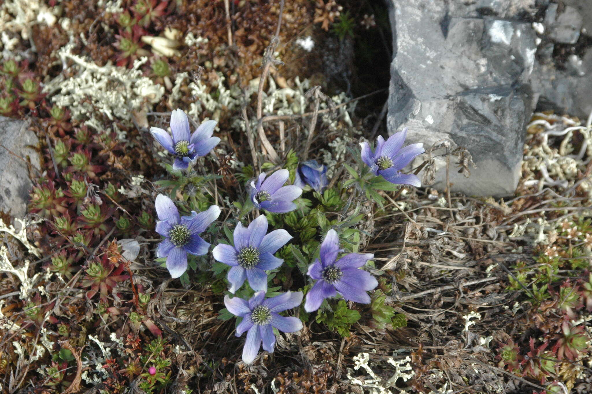 Image of Porcupine River thimbleweed