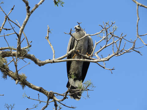 Image of Madagascan Harrier-Hawk