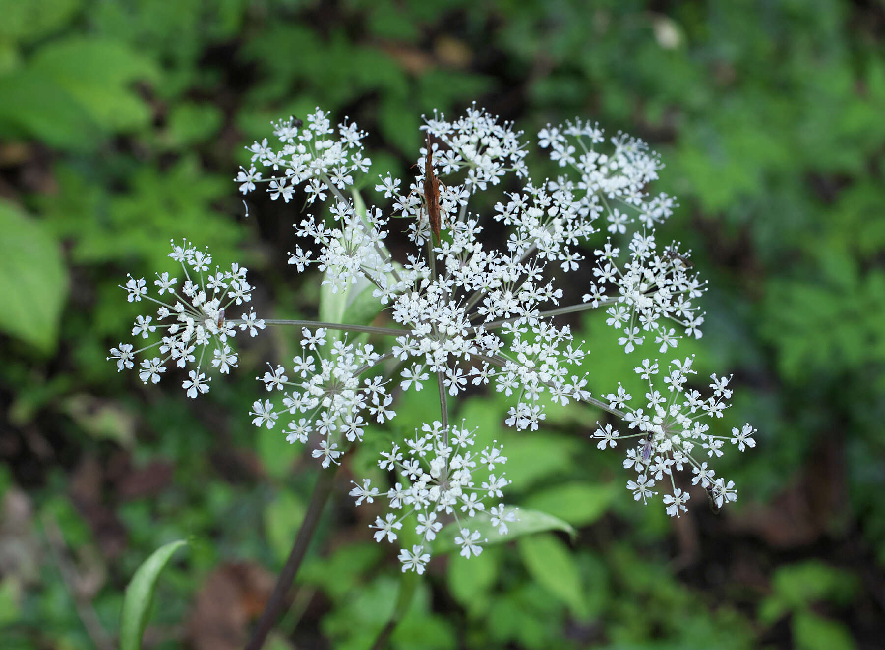 Image of Angelica polymorpha Maxim.