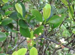 Image of Garcinia oblongifolia Champ. ex Benth.