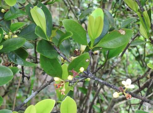 Image of Garcinia oblongifolia Champ. ex Benth.