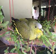 Image of Grey-fronted Green Pigeon