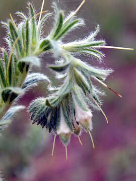 Image of soft-hair marbleseed