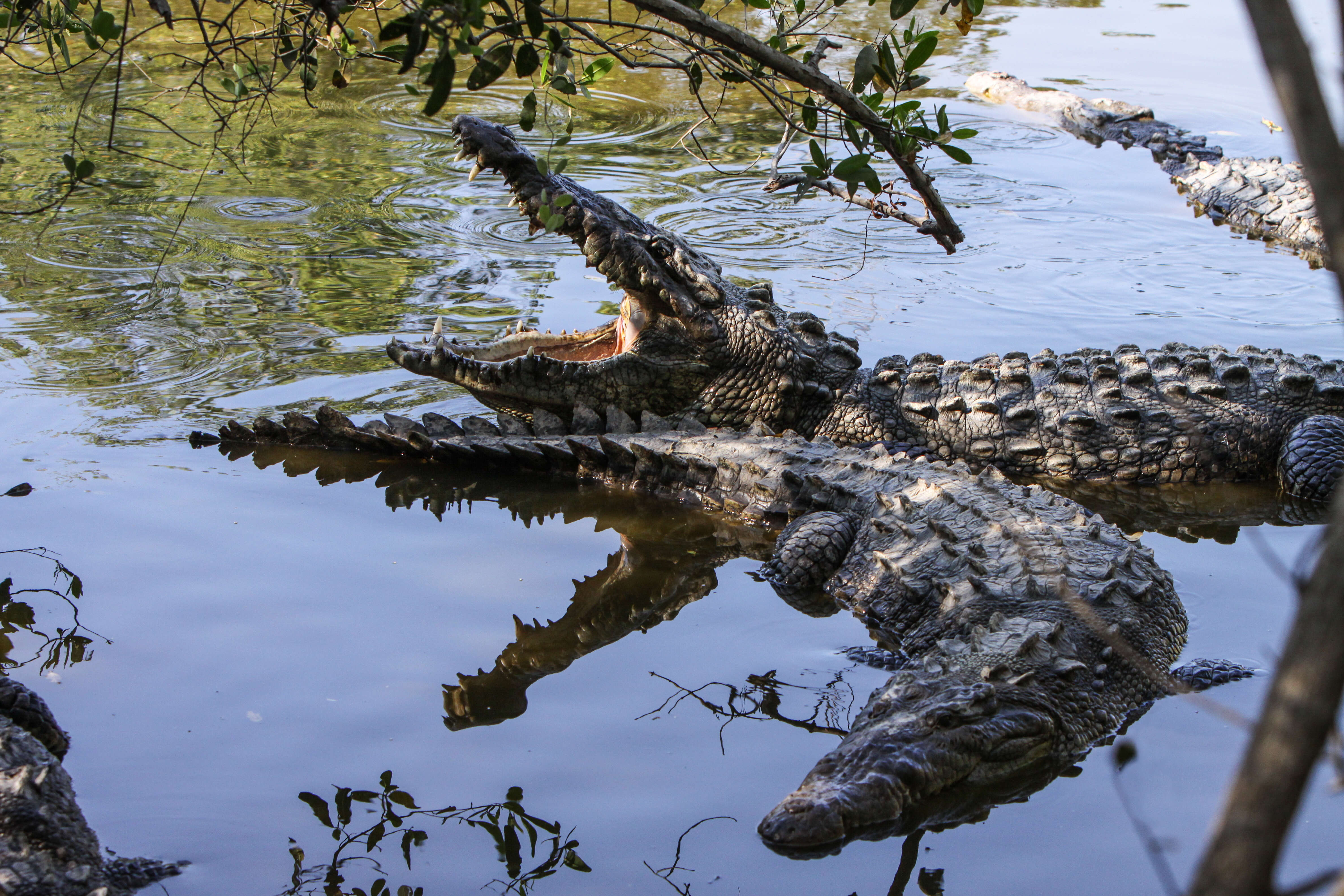 Image of American Crocodile