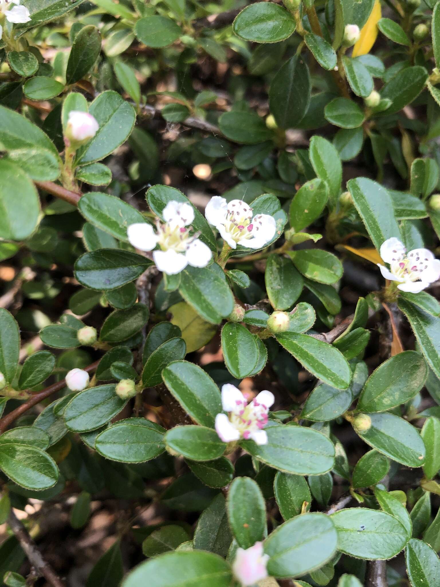 صورة Cotoneaster microphyllus Wall. ex Lindl.