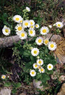 Image de Erigeron pumilus Nutt.