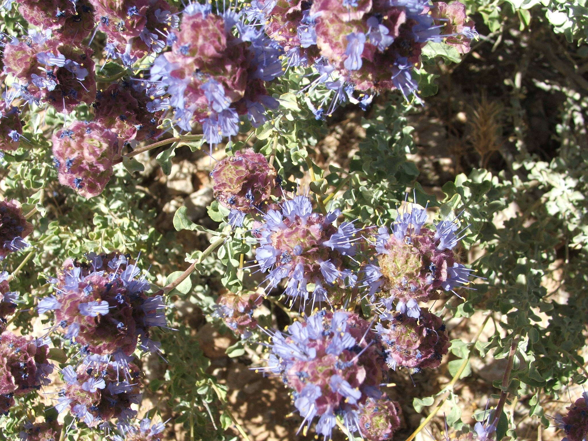 Imagem de Salvia dorrii var. pilosa (A. Gray) Strachan & Reveal