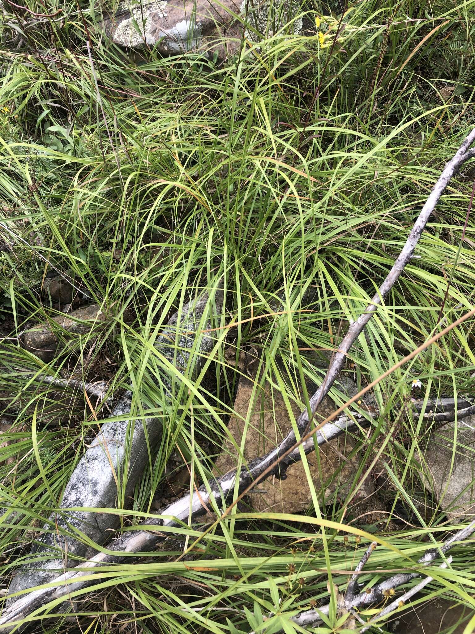 Image of Cumberland Sand-Reed