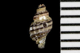 Image of Paciocinebrina atropurpurea (Carpenter 1865)