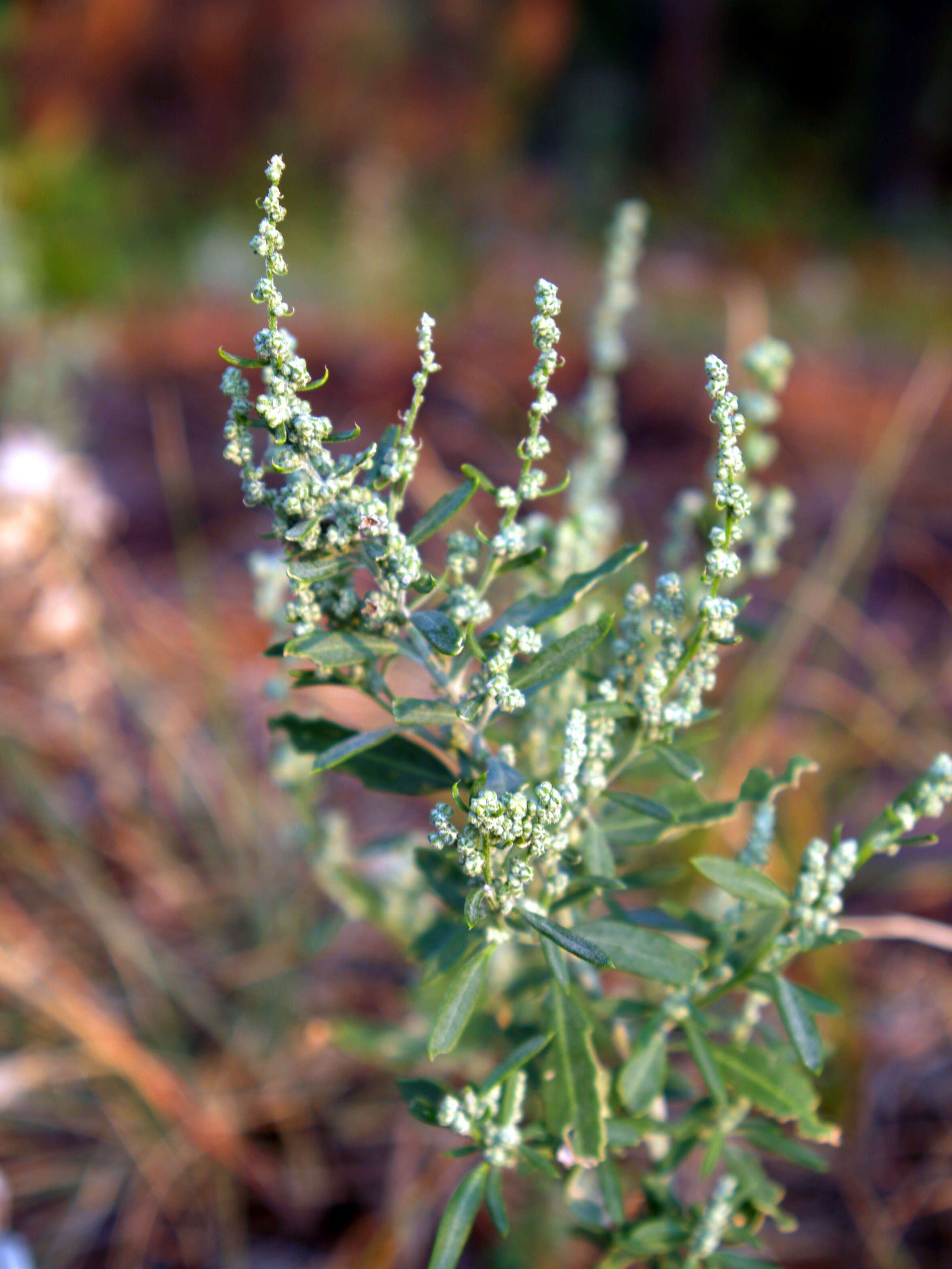 Plancia ëd Chenopodium berlandieri Moq.