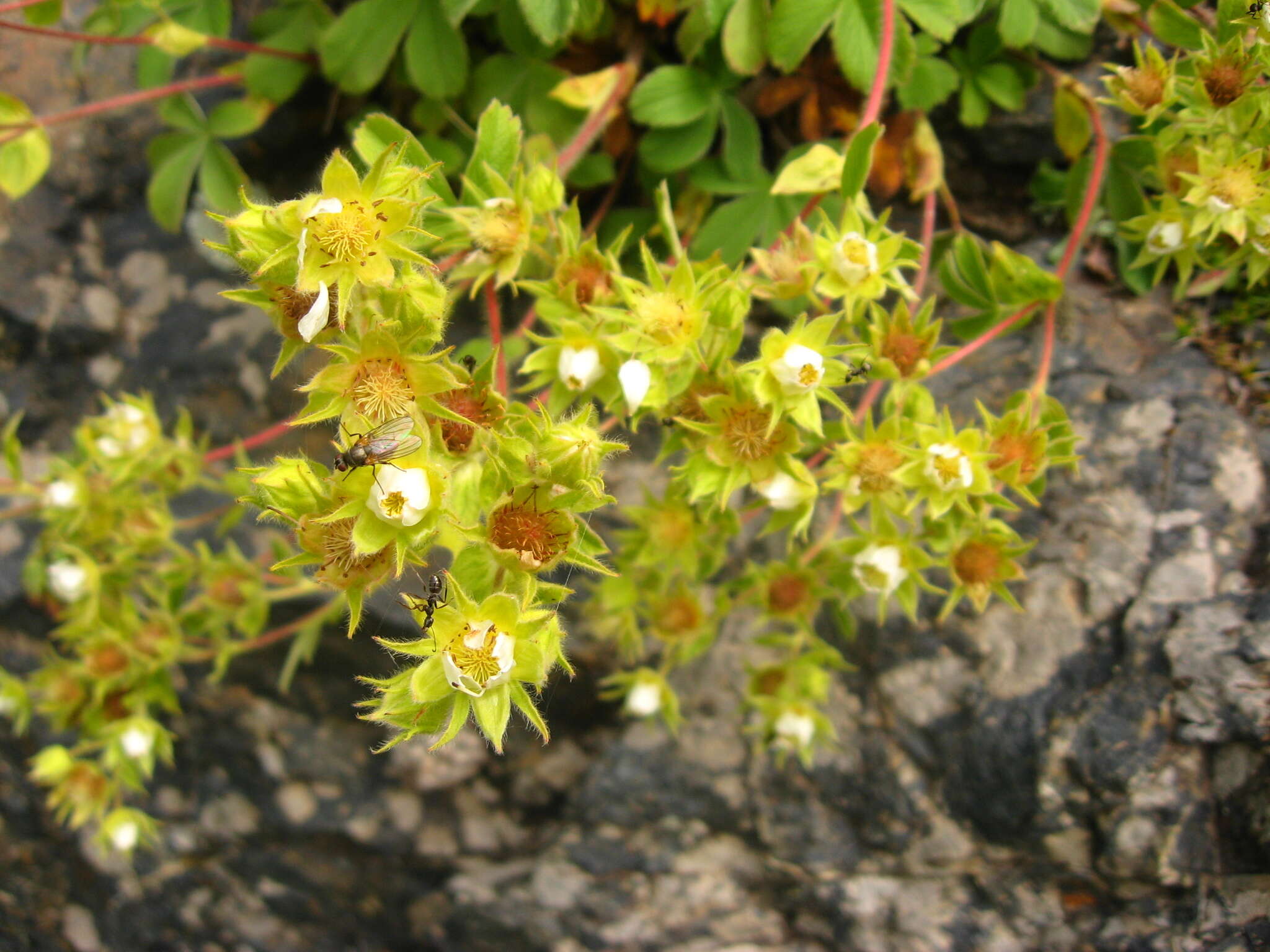 Image of Potentilla brachypetala Fisch. & Mey. ex Lehm.