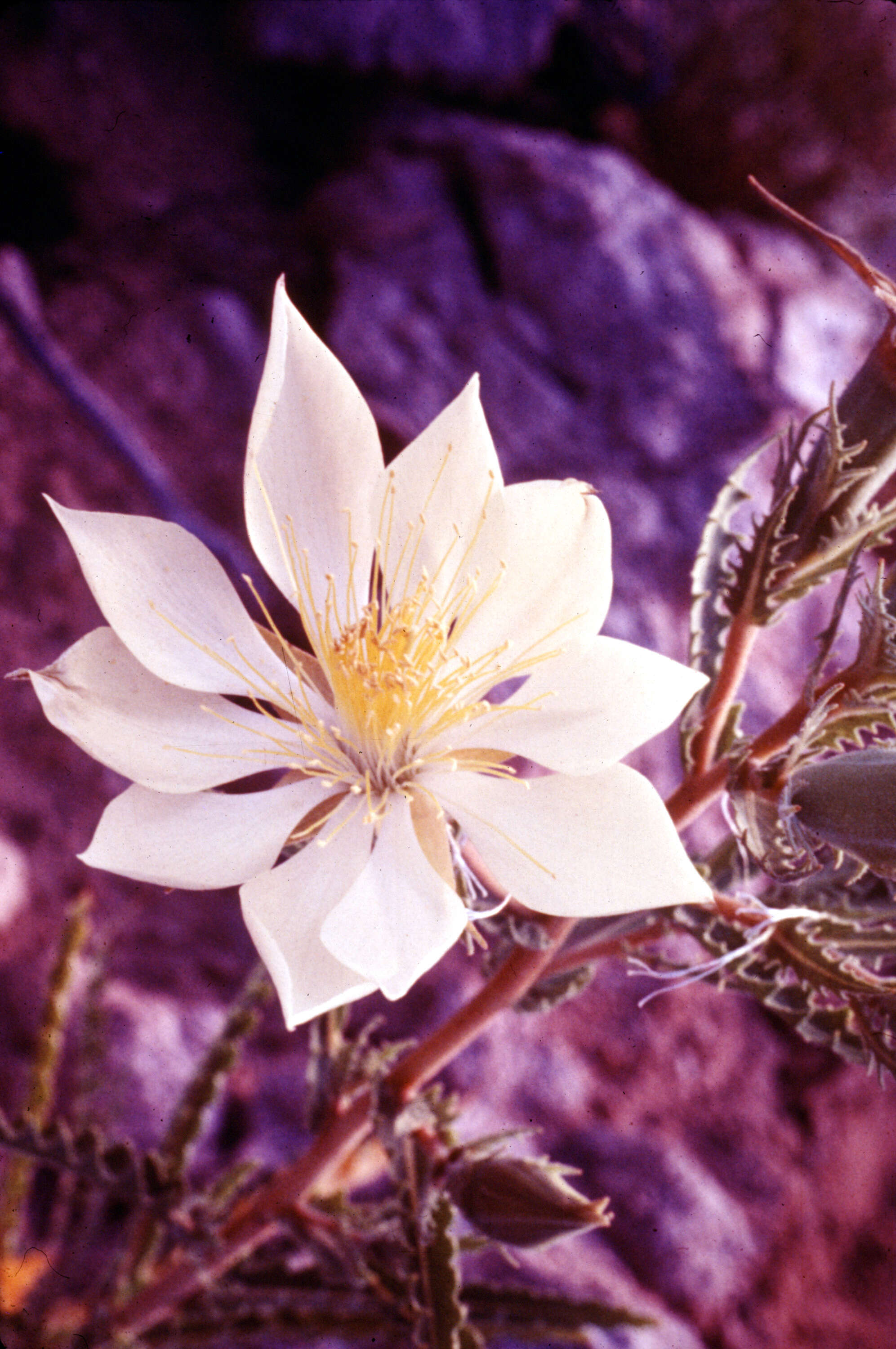 Image of tenpetal blazingstar