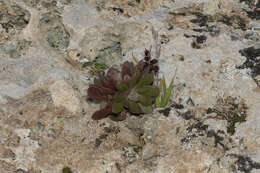 Image of Rosularia serrata (L.) A. Berger