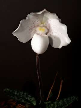 Sivun Paphiopedilum niveum (Rchb. fil.) Stein kuva