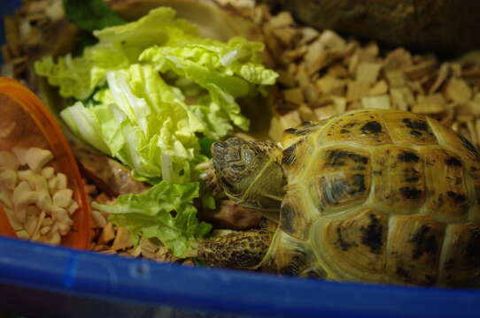 Image of Afghan Tortoise