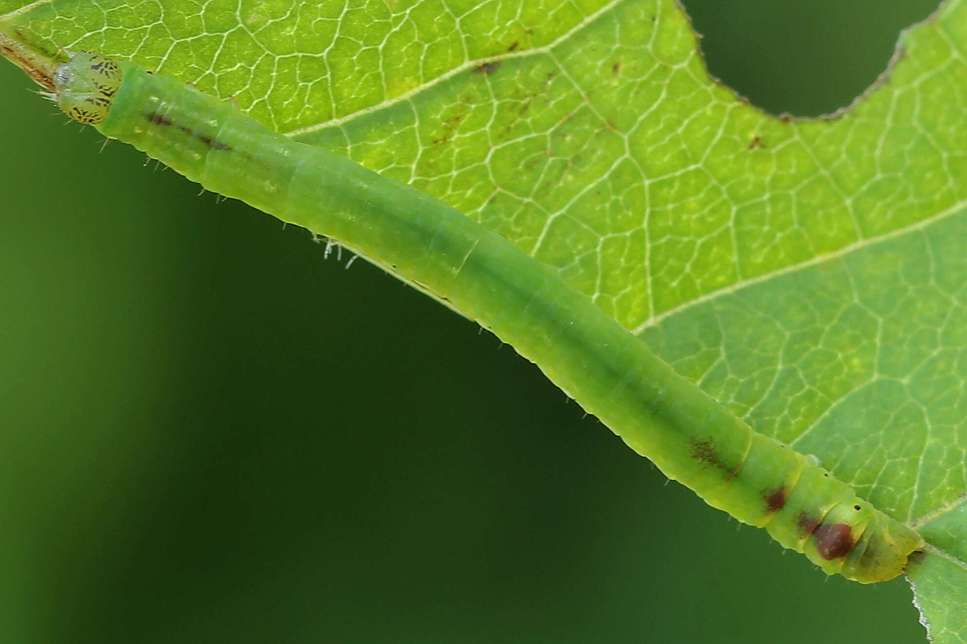 Imagem de Lomographa bimaculata Fabricius 1775