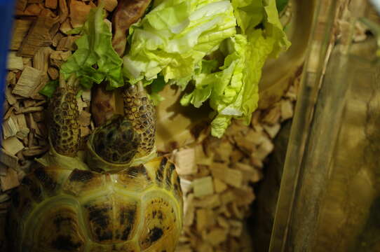 Image of Afghan Tortoise