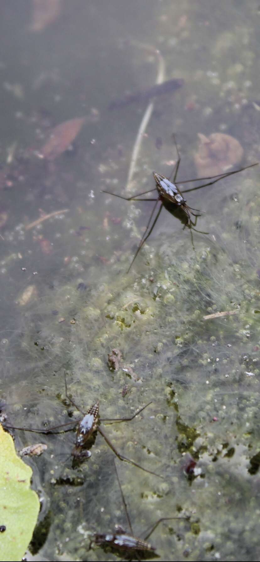 Image of Pond Skate