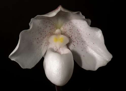 Sivun Paphiopedilum niveum (Rchb. fil.) Stein kuva