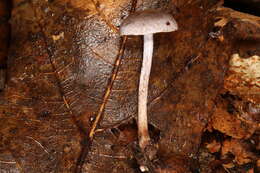 Image of Cortinarius perviolaceus Murrill 1946