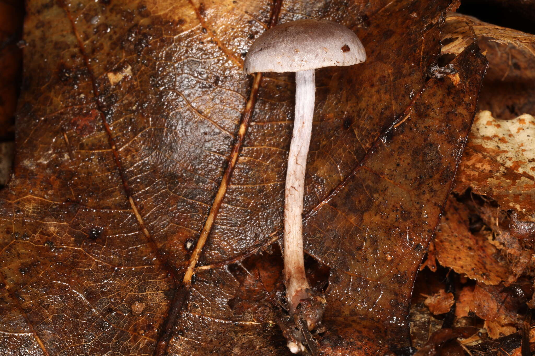 Image of Cortinarius perviolaceus Murrill 1946