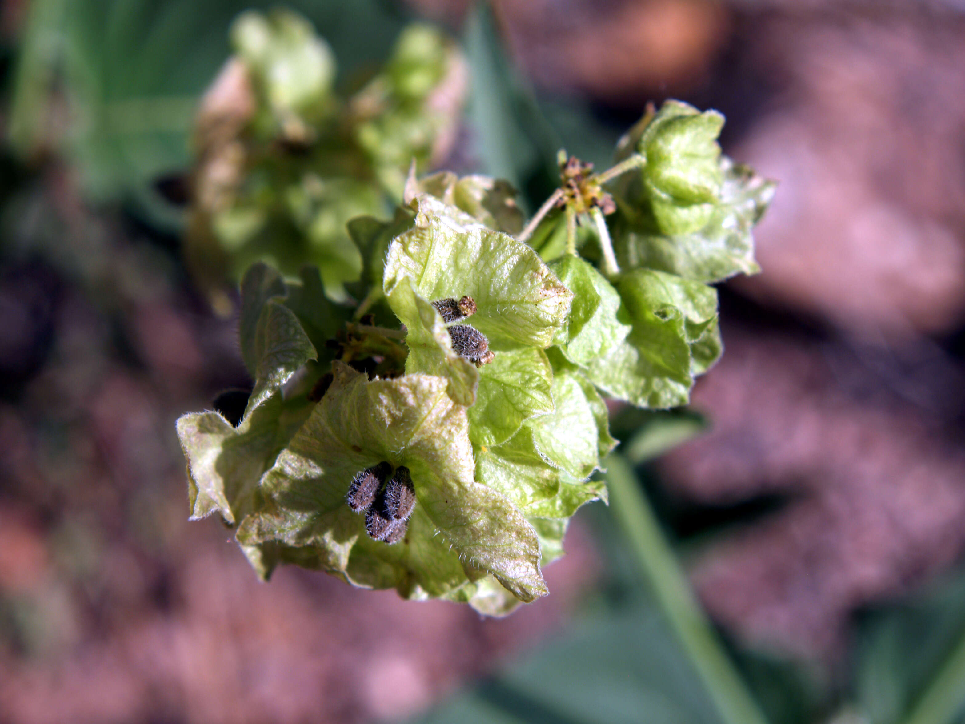 Image of Heart-Leaf Four-O'clock