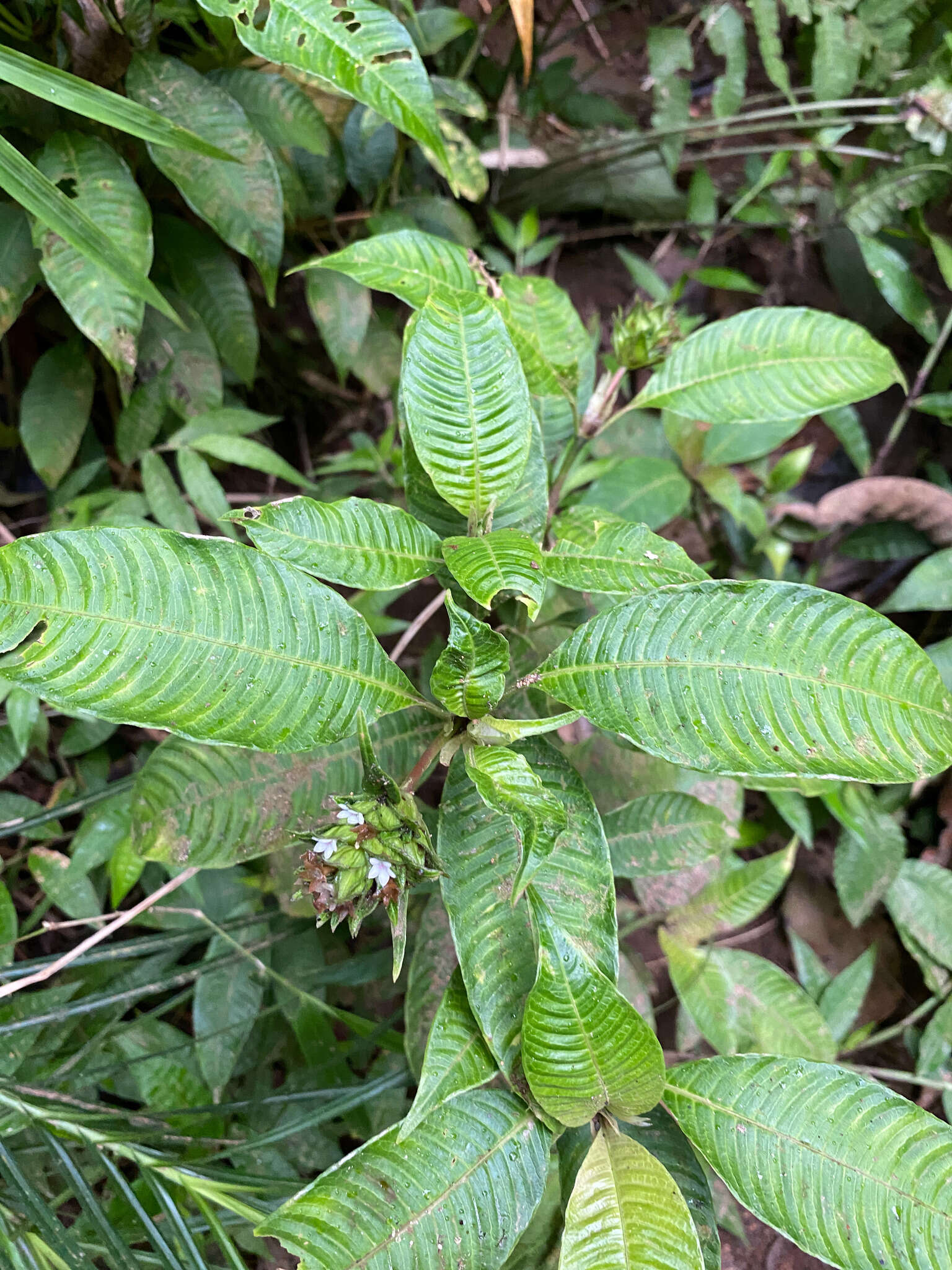 Image of Palicourea ramonensis