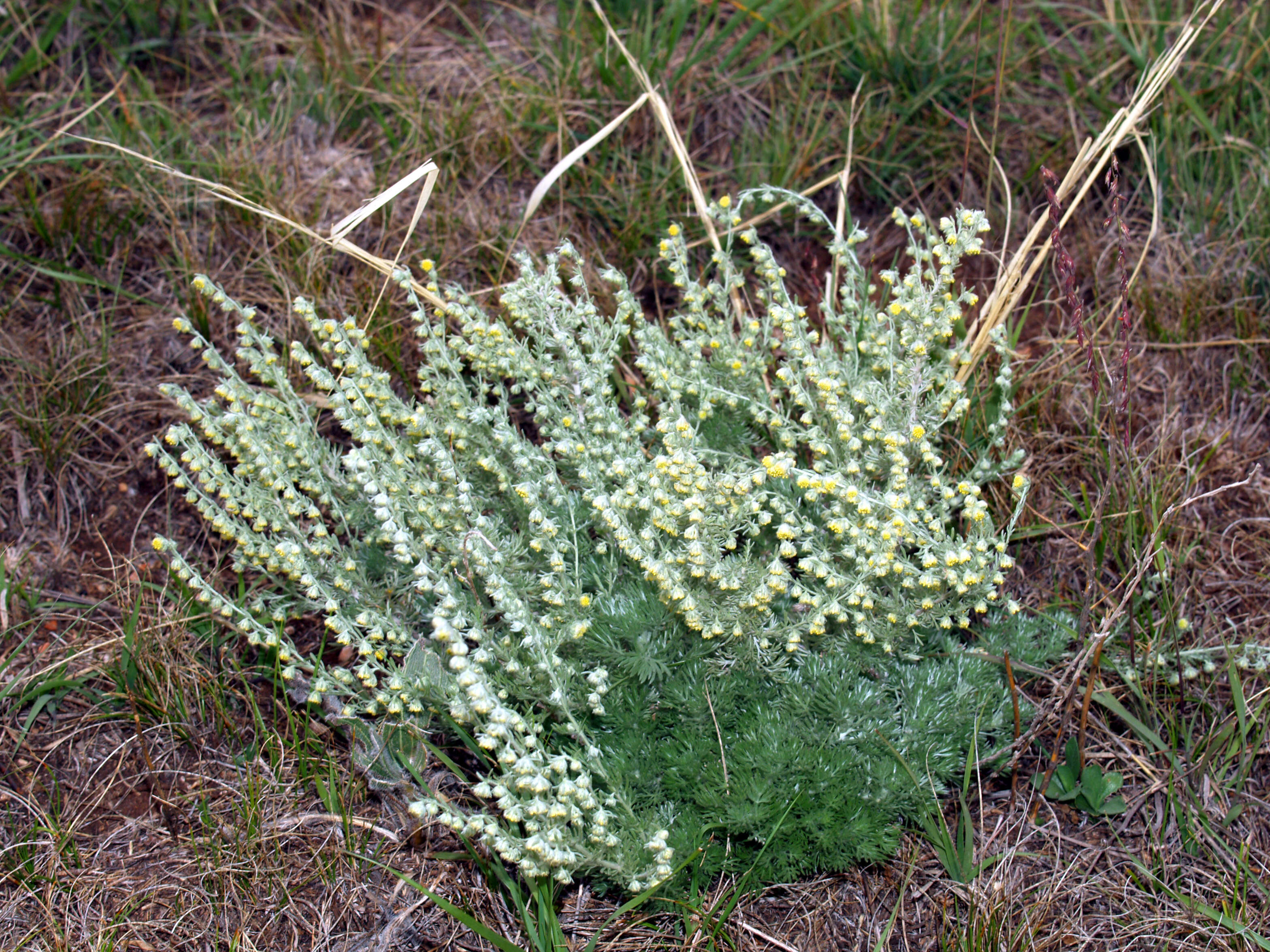 Слика од Artemisia frigida Willd.