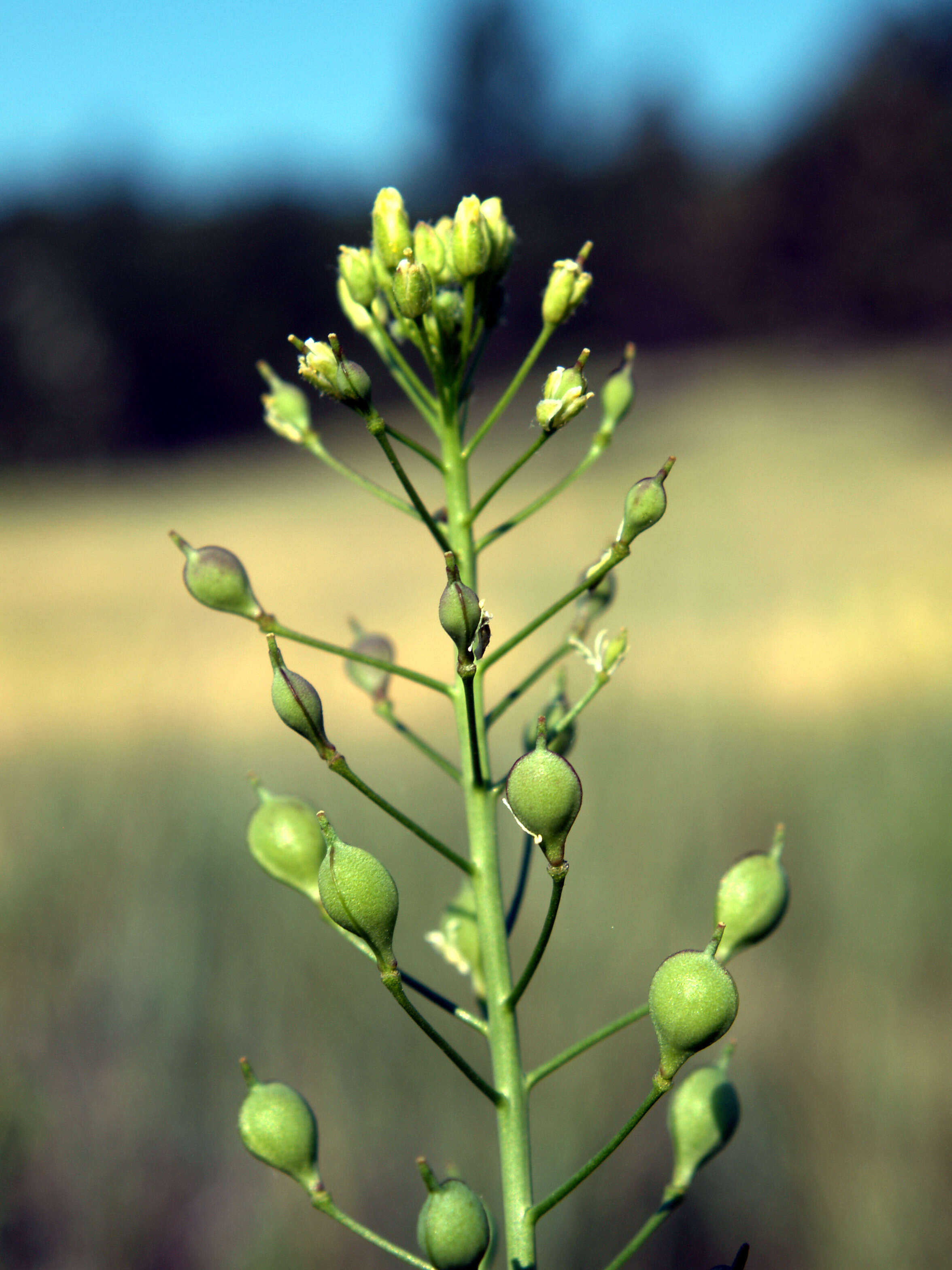 Image of littlepod false flax