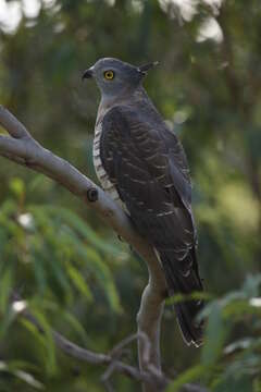 Image of Pacific Baza