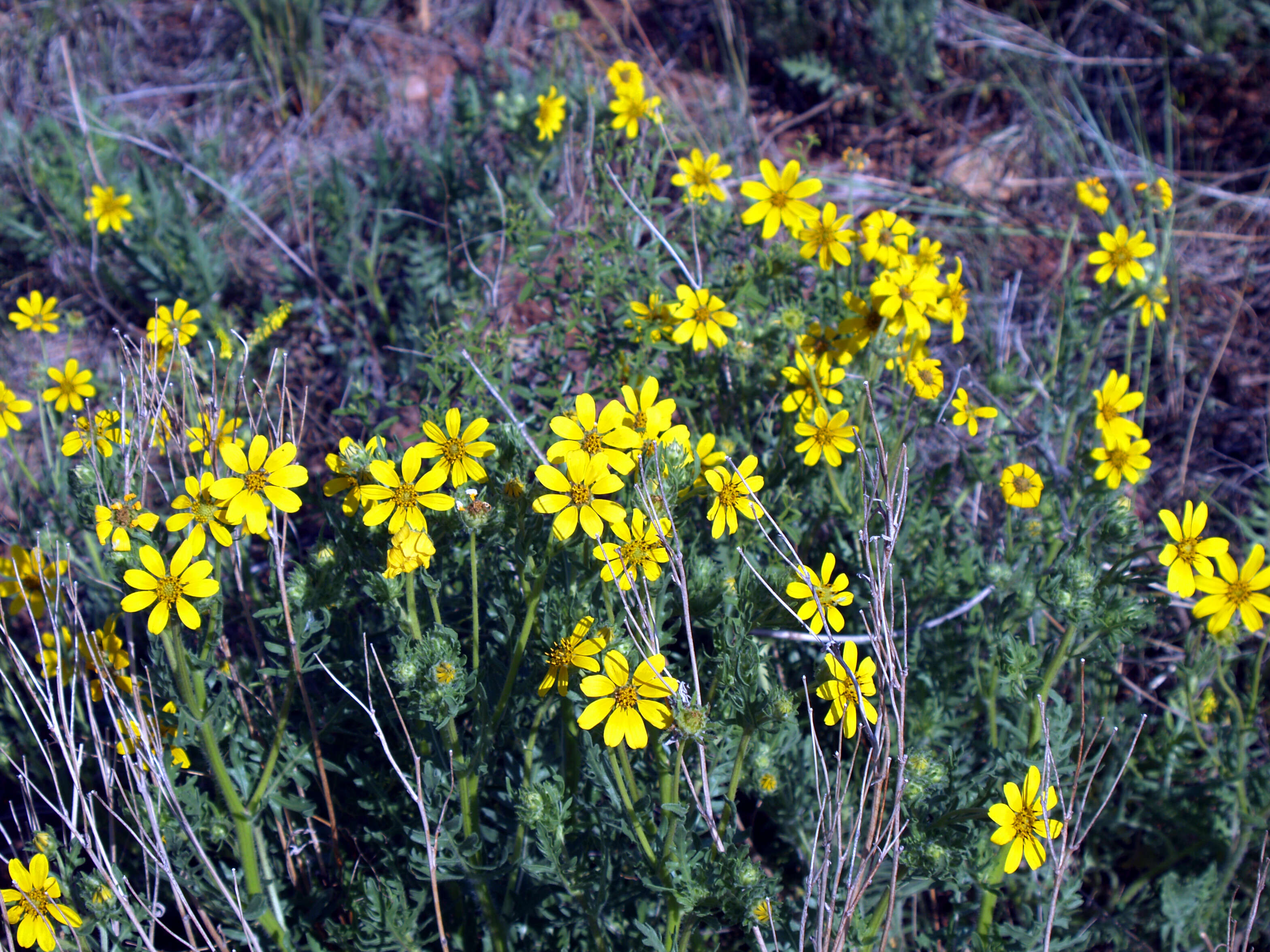 Image de Coreopsis