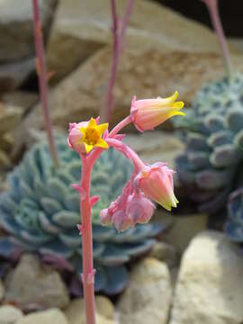 Image of Echeveria elegans Rose