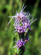 Слика од Liatris punctata Hook.