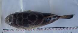 Image of Bullseye Puffer