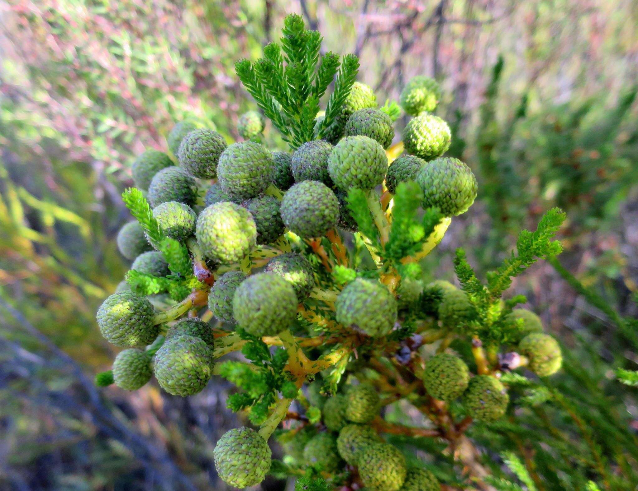 Image of Berzelia intermedia (D. Dietr.) Schltdl.