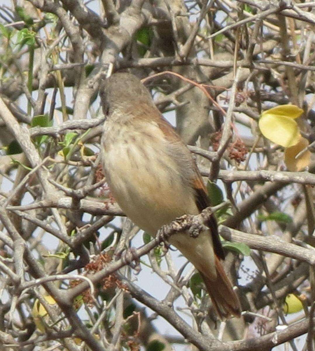 Image of Black-headed Canary