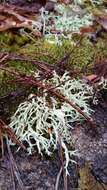 Image of Thorn cladonia