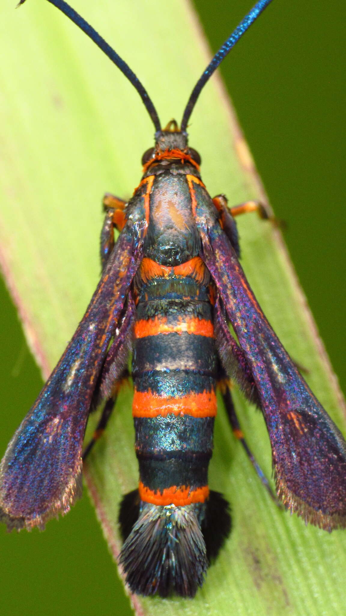 Image of Texana Clearwing Moth