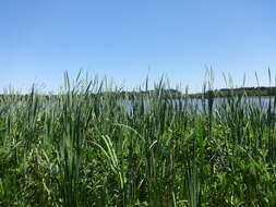 Image of Bulrush