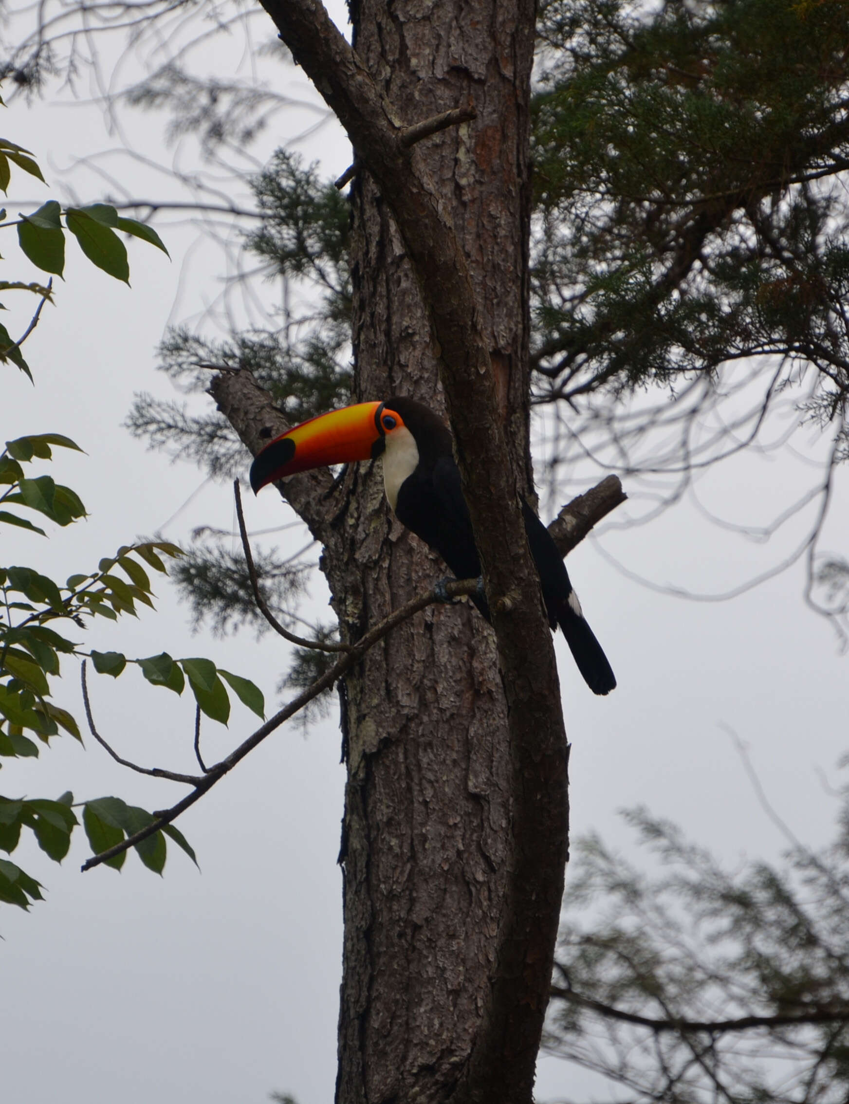 Image of Toco Toucan