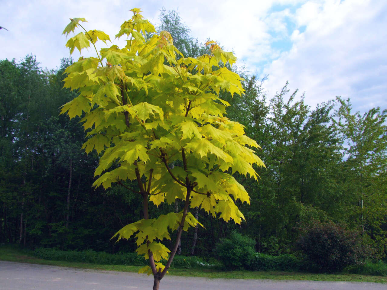 Image of Norway Maple