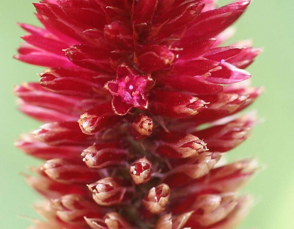 Image of Ptilotus spicatus F. Müll. ex Benth.