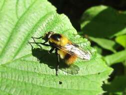 Image of bumblebee hoverfly