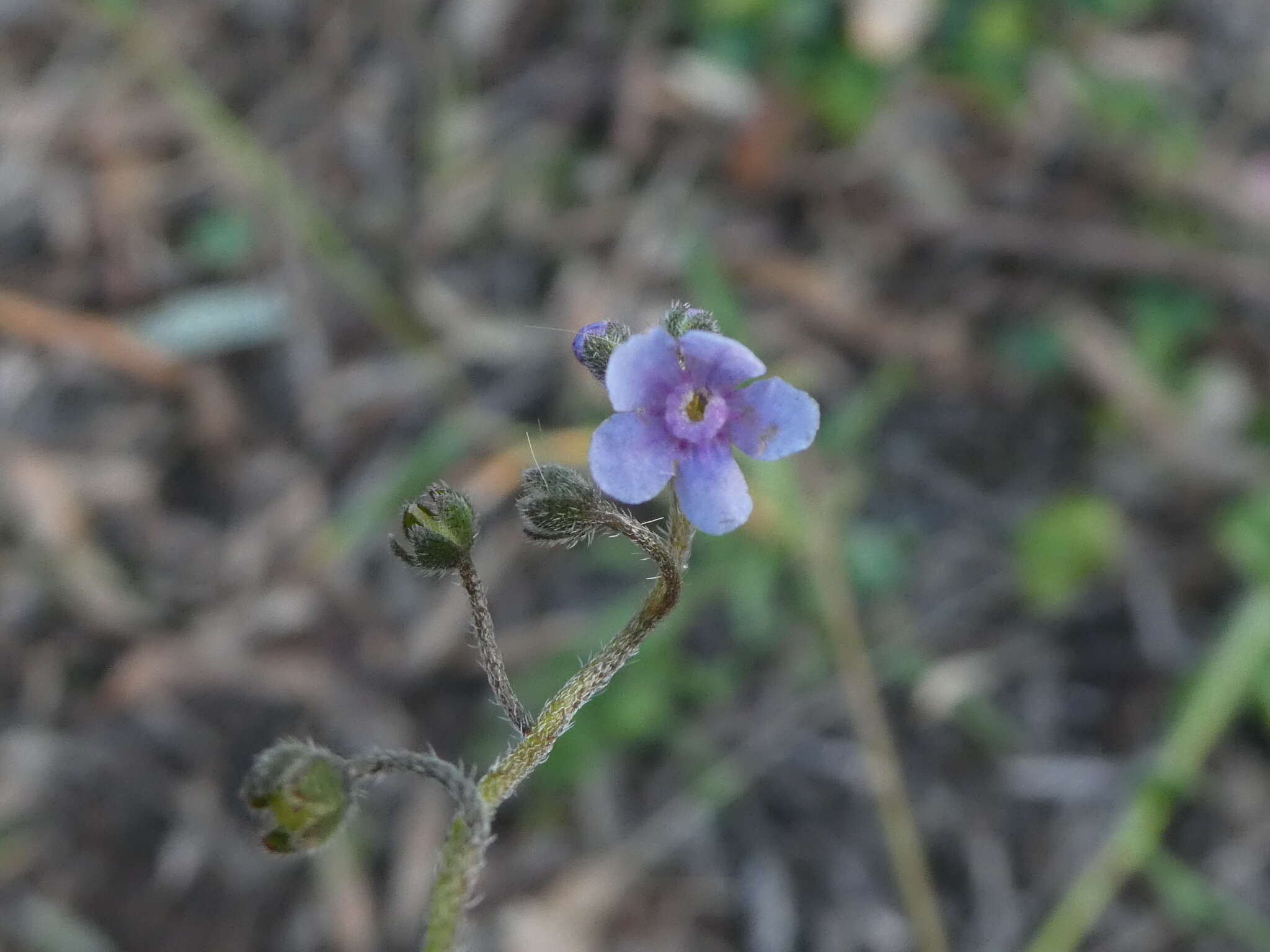 Cynoglossum australe R. Br.的圖片