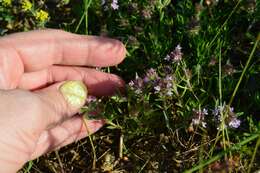 صورة Thymus callieri Borbás ex Velen.