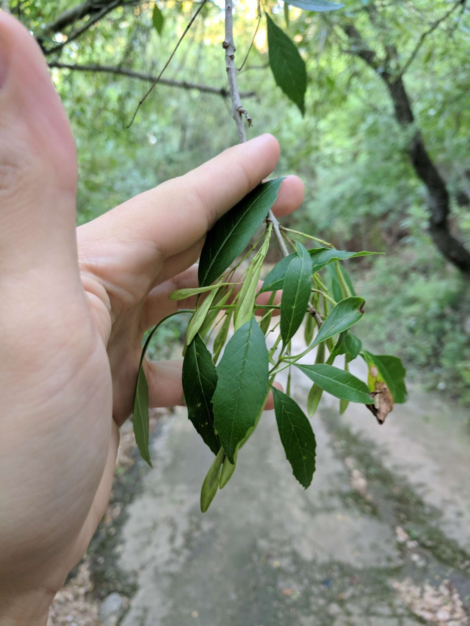 Image of Mexican Ash