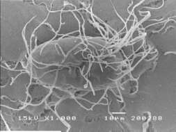 Plancia ëd Metacordyceps chlamydosporia (H. C. Evans) G. H. Sung, J. M. Sung, Hywel-Jones & Spatafora 2007