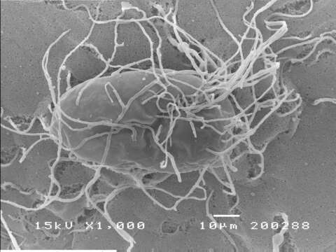 Image of Metacordyceps chlamydosporia (H. C. Evans) G. H. Sung, J. M. Sung, Hywel-Jones & Spatafora 2007